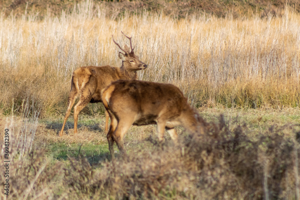 deer in the wetland of Salburua, Vitoria, Basque Country