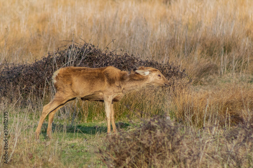 deer in the wetland of Salburua, Vitoria, Basque Country