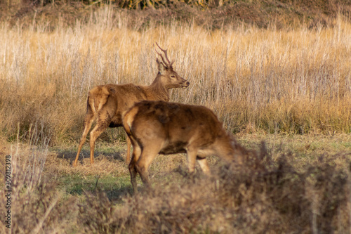 deer in the wetland of Salburua  Vitoria  Basque Country