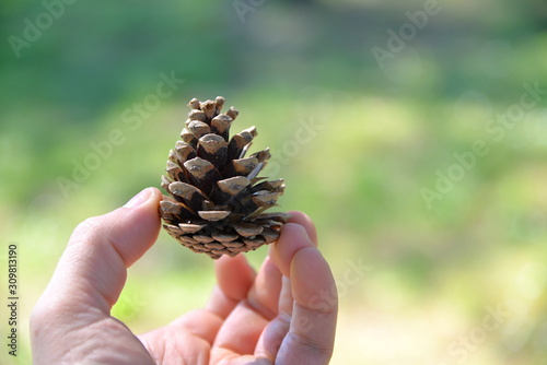 I coni o strobili maschili sono formati da foglie pollinifere