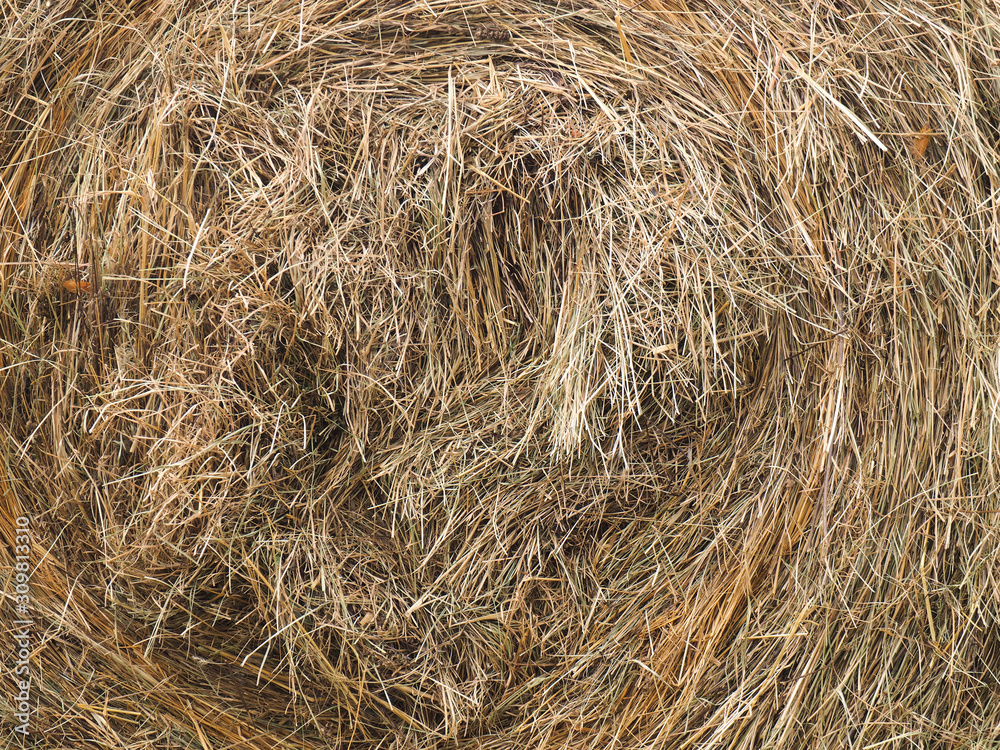 Stack dried grass background, close up Caucasus Stack dried grass background, close up Caucasus