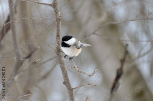 Chickadee in Winter Perched on Branch