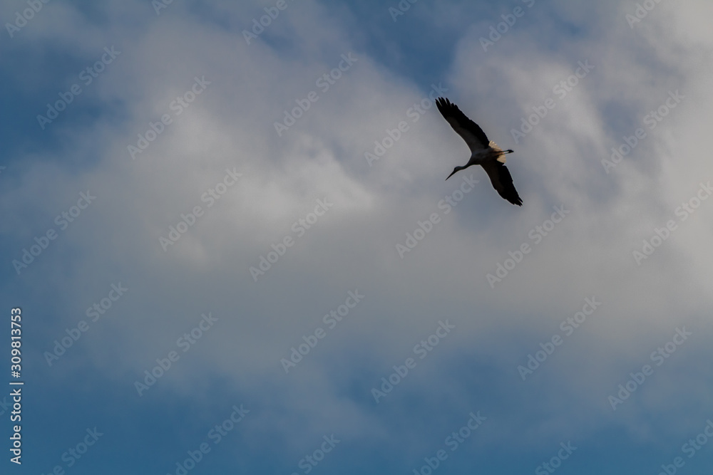 stork in the wetland of Salburua, Vitoria, Basque Country