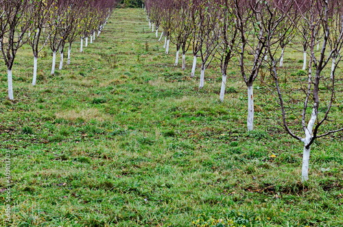 Orchard with young trees blue plum in autumn, Oreshak village, Troyan, Bulgaria  photo