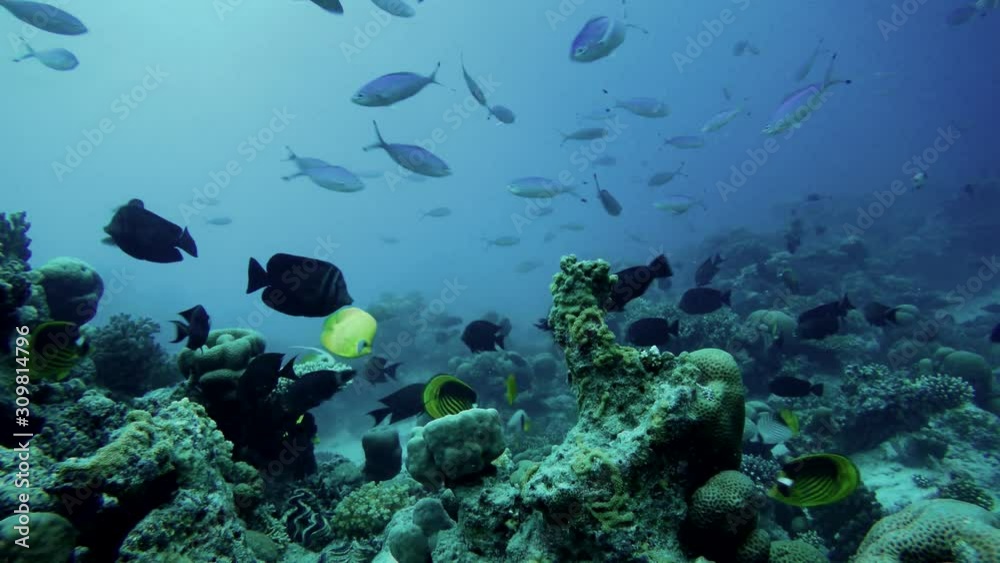 Underwater life in the ocean. Tropical fish. Underwater life in the ocean. Tropical fish.