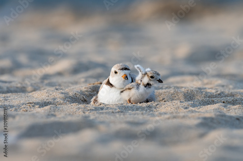 Canvas-taulu A hatchling Piping Plover stretching its wings next to its mother
