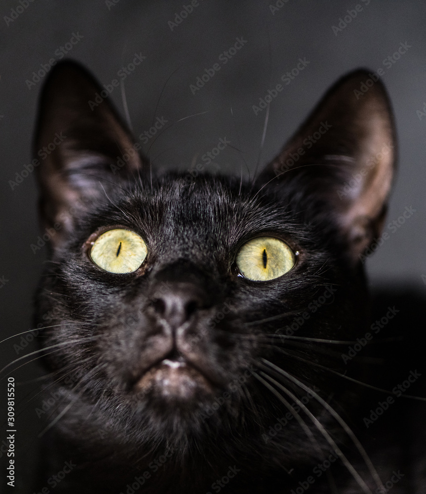 Cute black cat face close-up picture