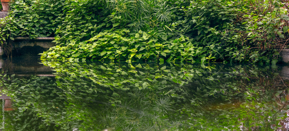  Fondo. vegetacion exhuberante se refleja sobre el estanque