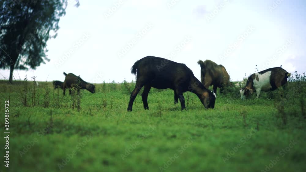 4k video of many of goats are eating grass. 4k video of many of goats are eating grass.