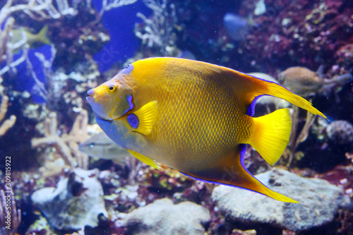 Beautiful Queen Angelfish (Holacanthus ciliaris), shot close up