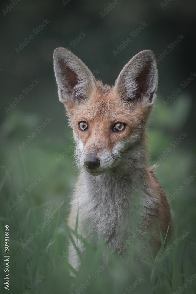 Red fox in Czech republic.