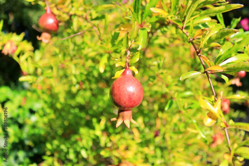 one of the best fruits one of the best fruits