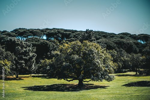 A large spreading tree in the center of a beautiful green meadow in a public park on a very sunny day, strong shadows, Almada, Portugal photo