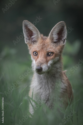Red fox in Czech republic.