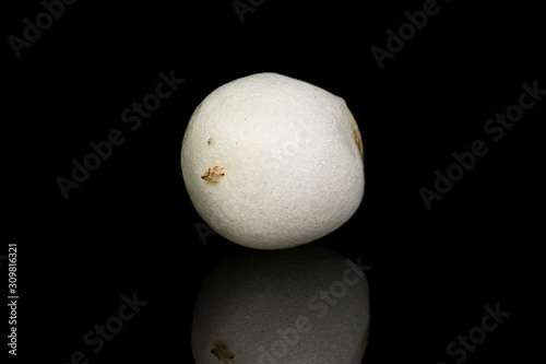 One whole white snowberry isolated on black glass