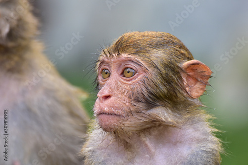 Fototapeta Naklejka Na Ścianę i Meble -  The rhesus macaque monkey (Macaca mulatta), Nanwan Monkey Island, China