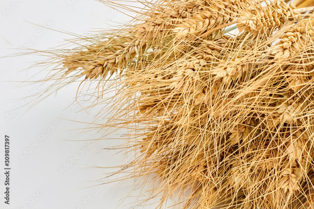Bunch of wheat ears and copy space. Cereal crop, agriculture and farming concept. Bunch of wheat ears and copy space. Cereal crop, agriculture and farming concept.