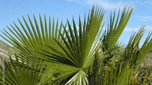 Palmenblatt vor strahlend blauem Himmel