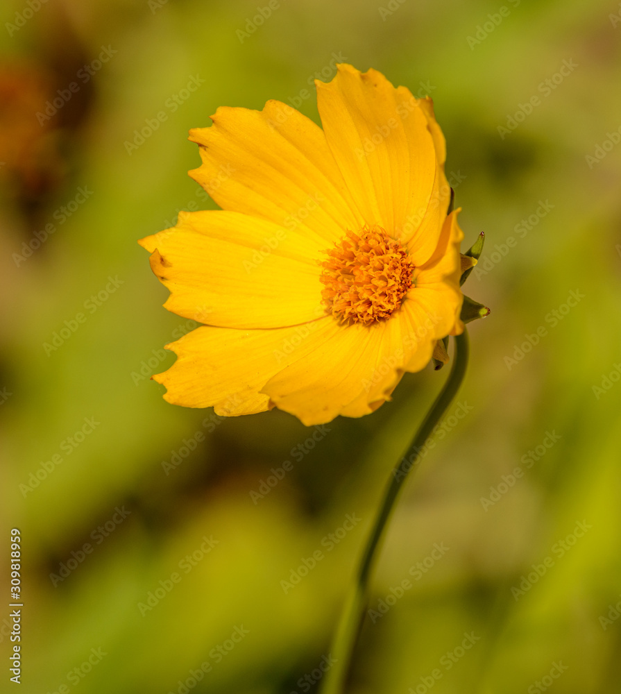 yellow sulfur cosmos flower macro yellow sulfur cosmos flower macro