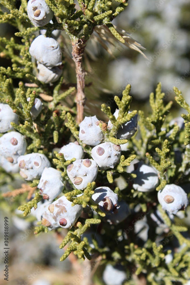 Native to the Southern Mojave Desert, the California Juniper, Juniperus Californica, develops seed cones, near Keys View of Joshua Tree National Park. Native to the Southern Mojave Desert, the California Juniper, Juniperus Californica, develops seed cones, near Keys View of Joshua Tree National Park.