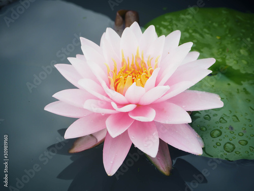 Beautiful lotus flower, lily water