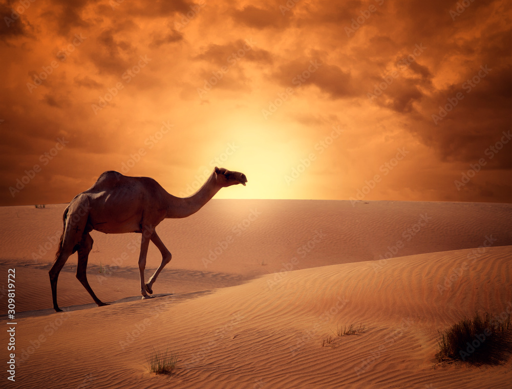 Camel crossing the desert in sunrise time beautiful concept of traveling. Camel crossing the desert in sunrise time beautiful concept of traveling.