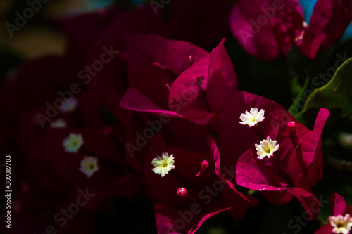 Beautiful bougainvillea on a dark background, Bodrum, Mugla, Turkey. Traditional Aegean style white houses, colorful streets and bougainvillea flowers in Bodrum city of Turkey. photo