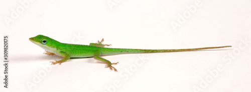 Rotkehlanolis Jungtier (Anolis carolinensis) - Carolina anole photo