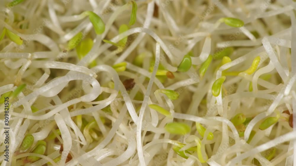 Close up of fresh raw alfalfa lucerne sprouts. Natural food background. Top view. Healthy diet superfood and clean very nutritious eating concept Close up of fresh raw alfalfa lucerne sprouts. Natural food background. Top view. Healthy diet superfood and clean very nutritious eating concept