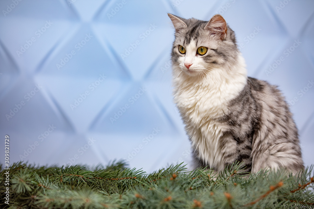 Obraz premium Cat and branch of a Christmas tree on a blue background.