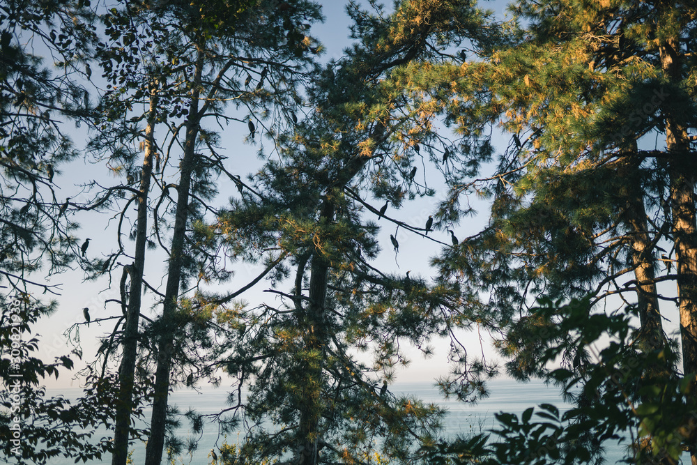 Cormorant birds are sitting on trees overlooking the Black Sea in the Botanical Garden in the city of Batumi, Georgia. Summer Cormorant birds are sitting on trees overlooking the Black Sea in the Botanical Garden in the city of Batumi, Georgia. Summer