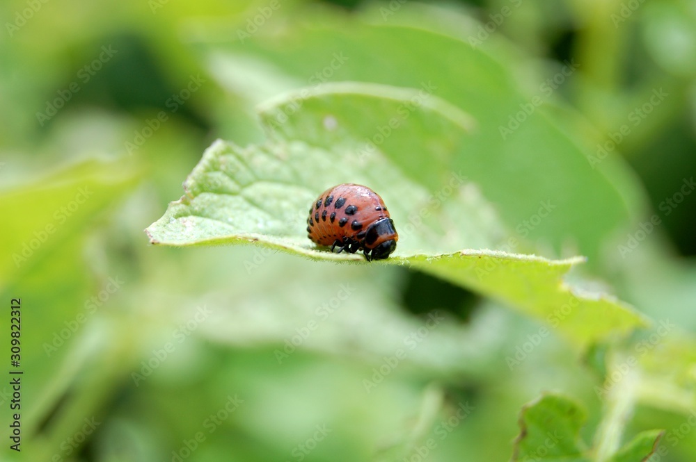 Colorado potato beetle larva eat green leaf in the wild closeup macro Colorado potato beetle larva eat green leaf in the wild closeup macro