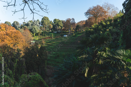 cliff from a cliff overlooking the sea and the forest. Botanical garden in the city of Batumi from a height. Coastline. Fall season