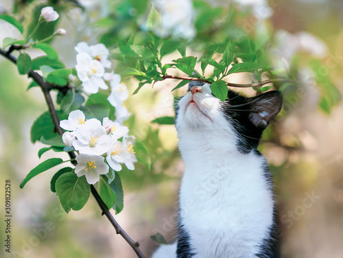 portrait a cute kitten sits in the may garden under the flowering branches of...