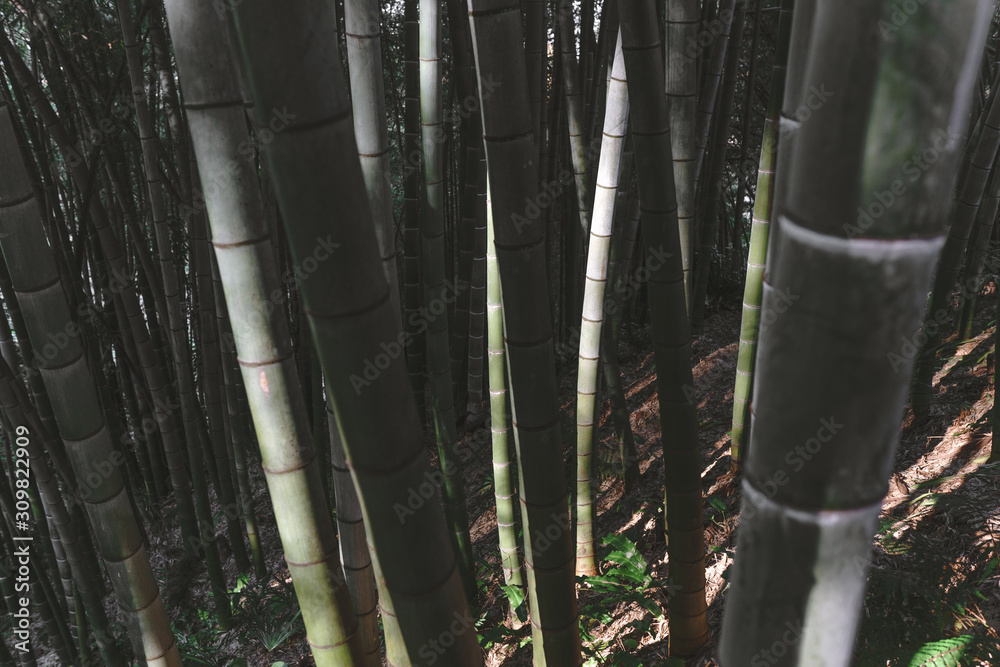 Bamboo forest and green meadow grass with natural light in blur style. Bamboo green leaves and bamboo tree with bokeh in nature forest. Nature pattern view of leaves on a blurred greenery background. Bamboo forest and green meadow grass with natural light in blur style. Bamboo green leaves and bamboo tree with bokeh in nature forest. Nature pattern view of leaves on a blurred greenery background.
