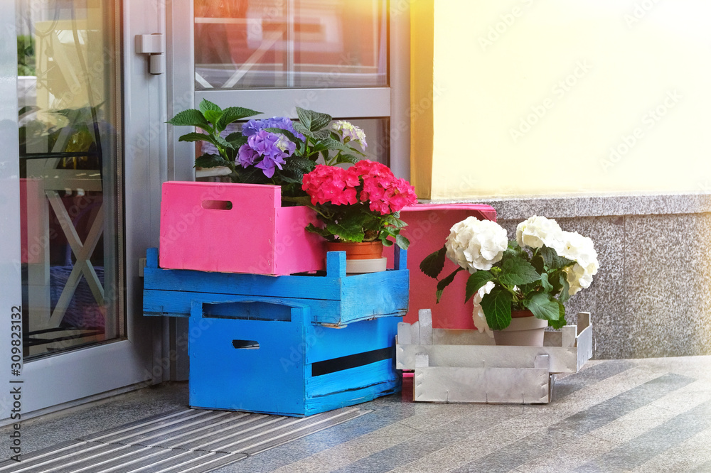 Fototapeta premium Potted blue, rose and white buldenezh in wooden boxes decorates the facade of a flower shop. Bright flowers adorn the entrance to the store.