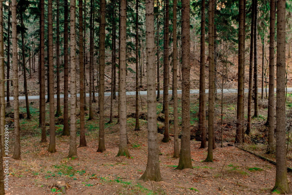 Fototapeta premium Beautiful fir tree forest in Poland