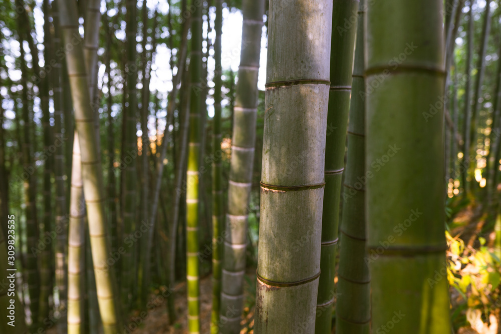 Bamboo forest and green meadow grass with natural light in blur style. Bamboo green leaves and bamboo tree with bokeh in nature forest. Nature pattern view of leaves on a blurred greenery background. Bamboo forest and green meadow grass with natural light in blur style. Bamboo green leaves and bamboo tree with bokeh in nature forest. Nature pattern view of leaves on a blurred greenery background.