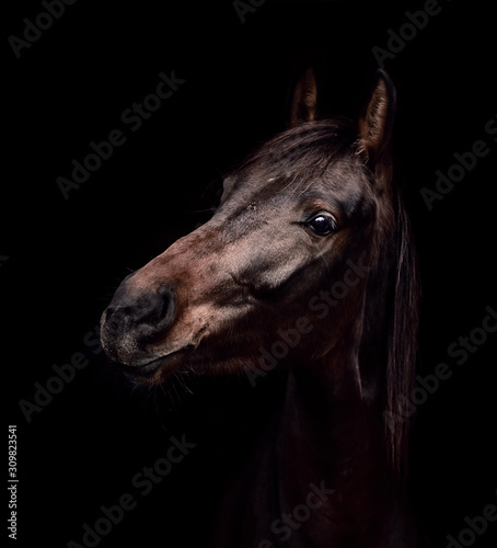 Young horse on a black background