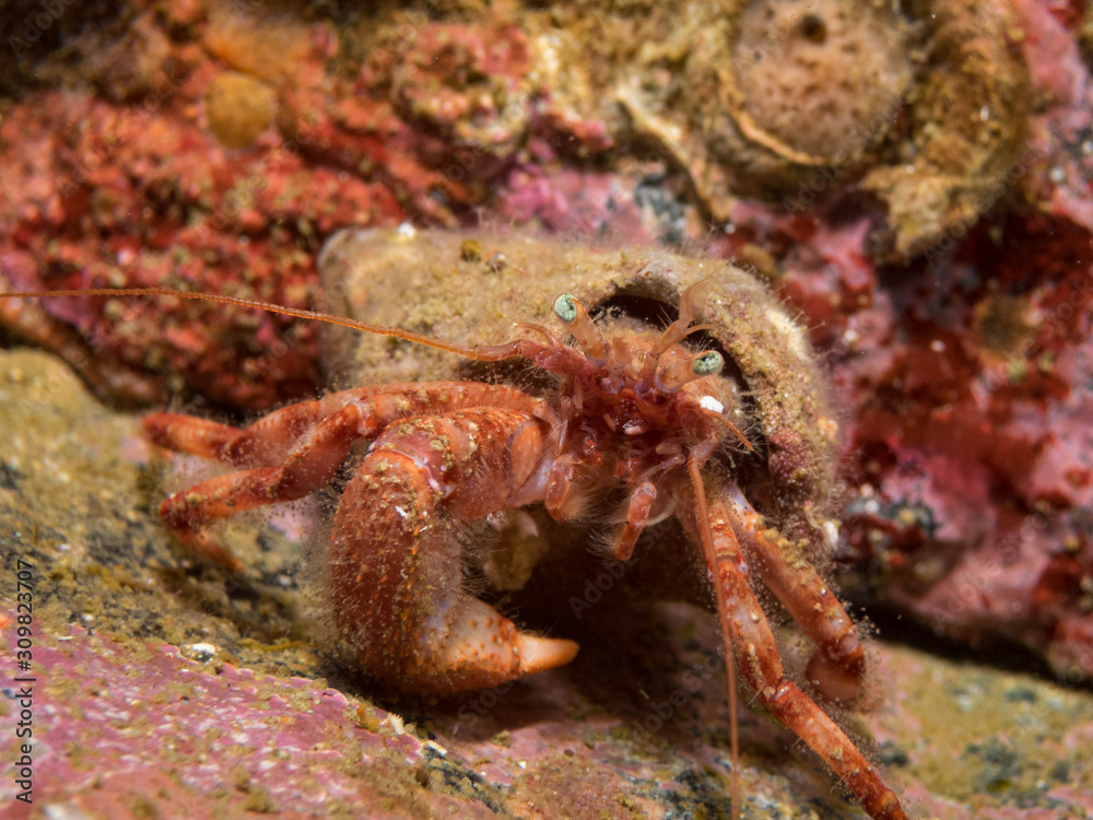 hermit crab on the rock