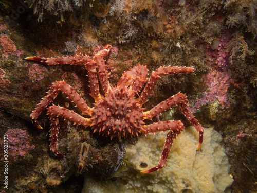 young king crab on the rock © Dmitri Portnov