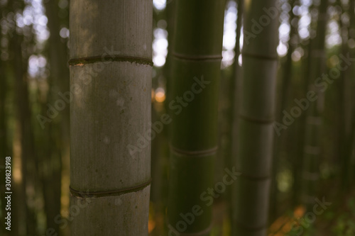 Bamboo forest and green meadow grass with natural light in blur style. Bamboo green leaves and bamboo tree with bokeh in nature forest. Nature pattern view of leaves on a blurred greenery background.