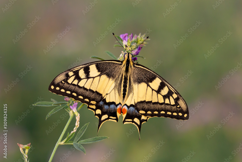 Papilio machaon, the Old World swallowtail, Po Valley, Italy Papilio machaon, the Old World swallowtail, Po Valley, Italy