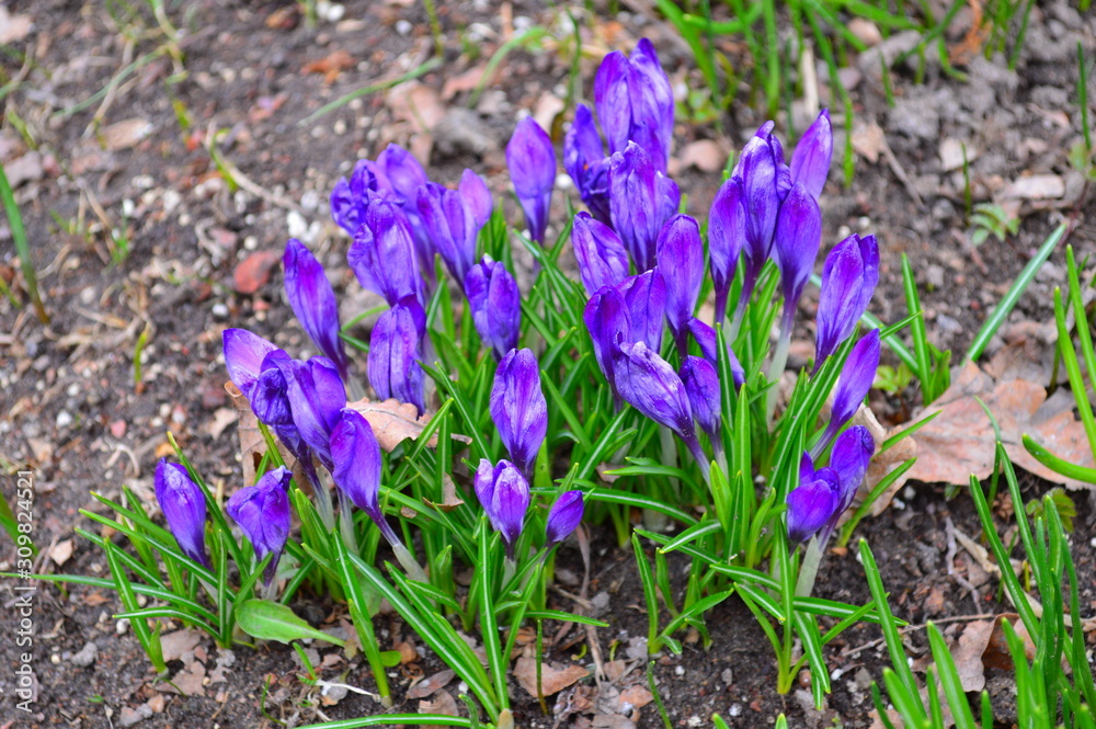 spring crocus flowers spring crocus flowers