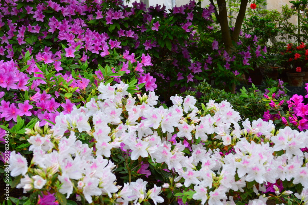 Obraz premium pink flowers in the garden