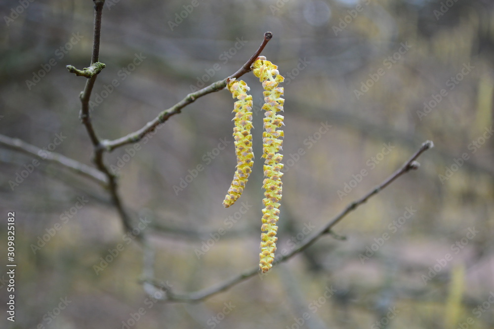 birch leaves in spring birch leaves in spring