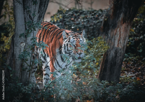 Big Tiger is standing in the forest
