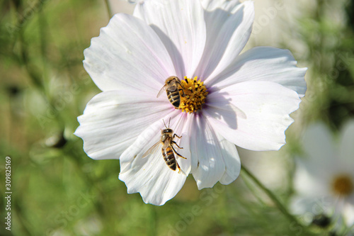 bee sat on a flower