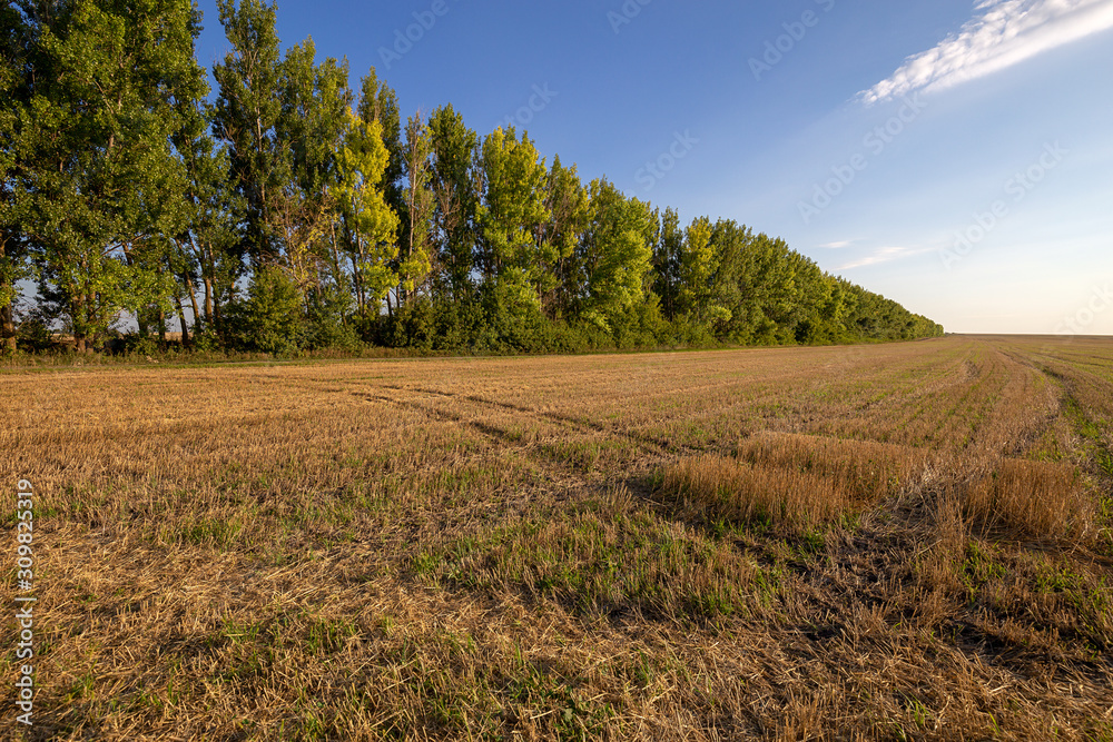Mown wheat field and forest belt in the background. Beauty nature, agriculture and seasonal harvest time. Scenic agricultural land.