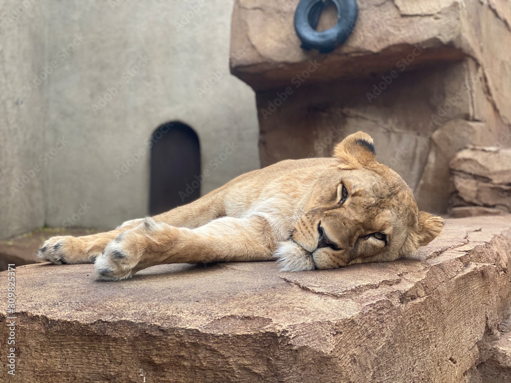 lion and lioness lion and lioness